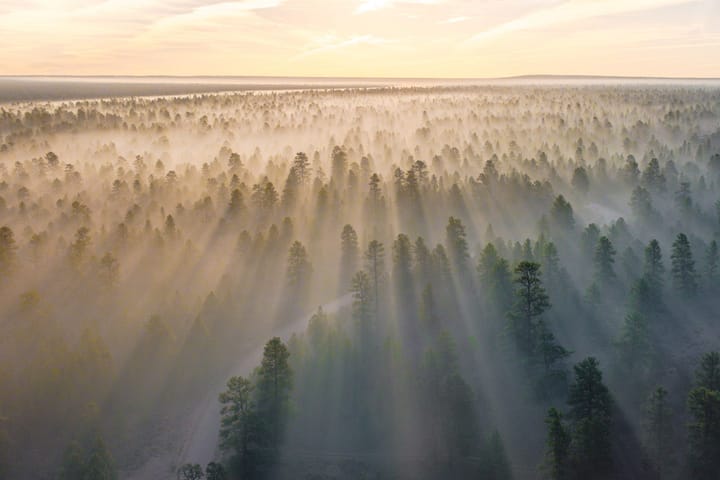 Mist
